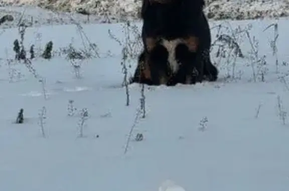 Найдена собака, Псков, фото: Собака найдена: Инженерная ул., Псков