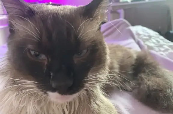 Найдена кошка, Москва, фото: Кошка найдена у метро Пятницкое шоссе