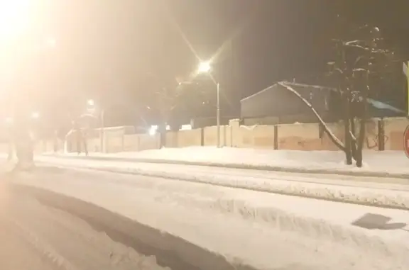 Найдена собака, Нижний Новгород, фото: Спаниель найден на Базарной, 12, Н. Новгород