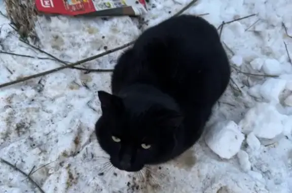 Найдена кошка, Чебоксары, фото: Кошка найдена: пр. Тракторостроителей, 58 к1