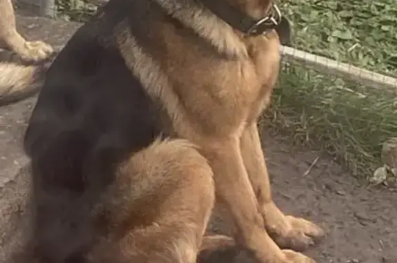 Пропала собака, Ставрополь - photo