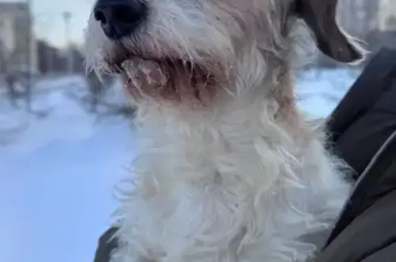 Найдена собака, Москва, фото: Собака найдена: Ферганская ул, 21, Москва