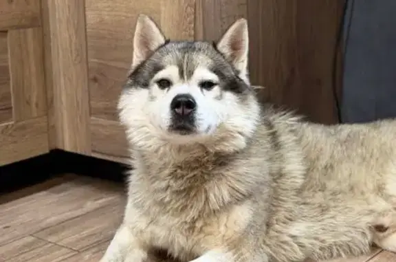 Найдена собака, Яблоновский, фото: Найдена собака, Космическая 39/1, Яблоновский