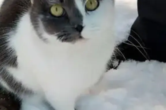 Объявления о пропавших и найденных животных, Ростов-на-Дону, фото: Найдена кошка, пр. Стачки, Ростов-на-Дону