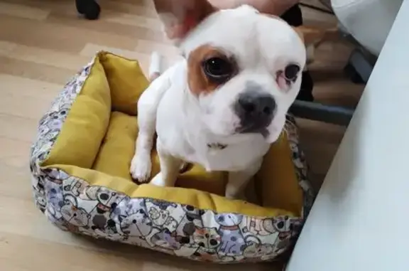 Найдена собака, Дмитровский городской округ, фото: Собака найдена на КПП Рогачевское ш., Овсянниково