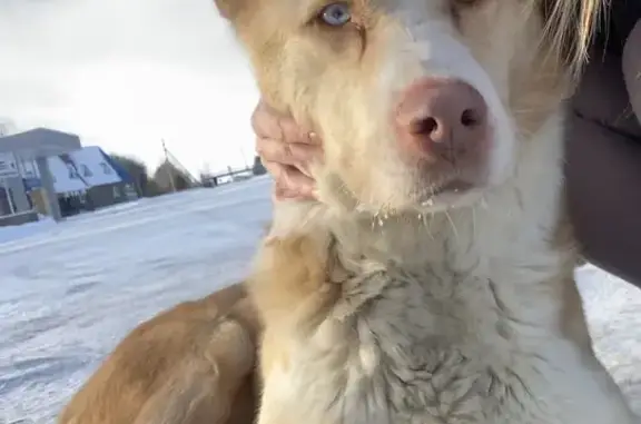 Найдена собака, Саргазы, фото: Найдена собака, Саргазы, Челябинская обл.