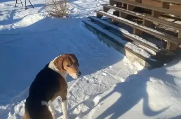 Найдена собака, Власть Труда, фото: Найден кобель, Власть Труда, Самара