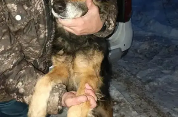 Найдена собака, Оренбург, фото: Найден пёс, Пионерская 9Б, Оренбург