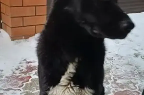 Найдена собака, Краснодар, фото: Чёрный пёс найден: Сормовская 106/3, Краснодар