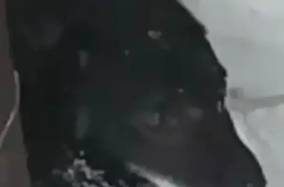 Пропала собака, Луговая ул., Рязань - photo