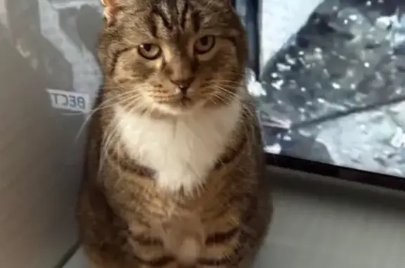 Найдена кошка, Москва, фото: Кошка найдена: ул. Буденного 31, Москва