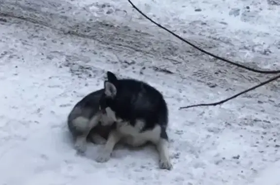 Найдена собака, Волгоград, фото: Пёс найден: ул. Хользунова 21, Волгоград