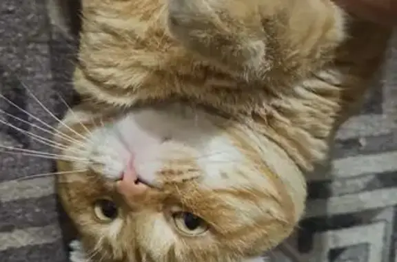 Пропал рыжий кот, Архангельская, Астрахань - photo