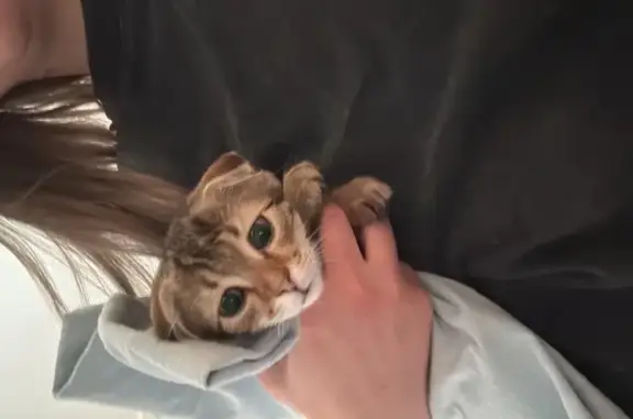 Найдена кошка, Старый Оскол, фото: Кошка найдена: подъезд 22, Старый Оскол