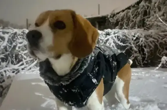 Пропала бигль, девочка, Аршан, Гагарина 2 - photo