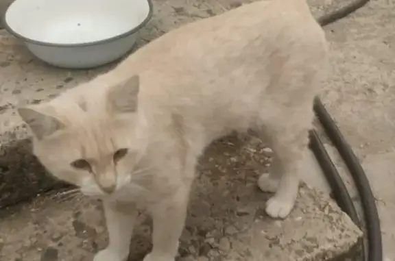 Пропал кот Персик, Мичурина 2/1, Ставрополь - photo