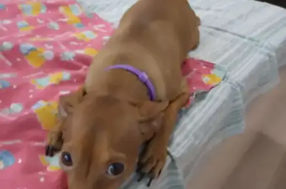 Пропала собака, Полевой проезд, 3А - photo