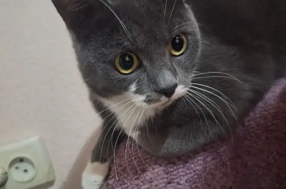 Найдена кошка, Курган, фото: Кот найден на пр. Конституции, 38А