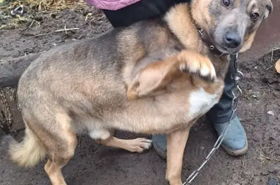 Собаки потеряшки, Рошаль, фото: Потеряшка собака на ул. Урицкого, 10, Рошаль