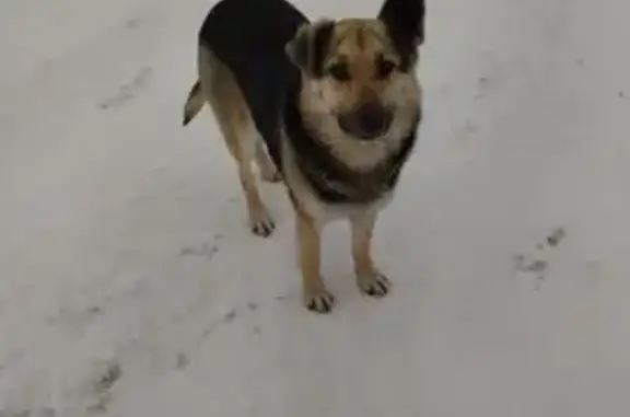 Пропала собака, Казань, 2-я Рабочая, 1 - photo