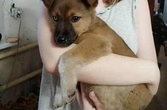 Пропала собака, пр. Ленина, Рубцовск - photo