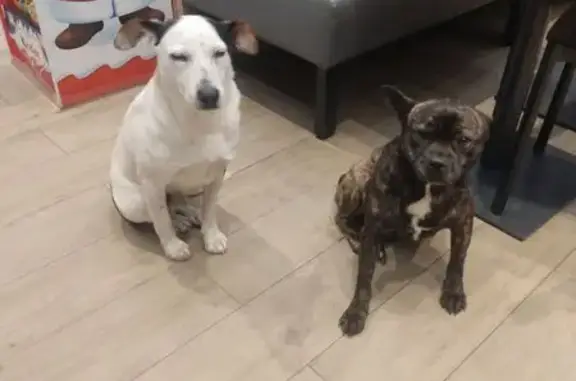 Найдена собака, Красносельское, фото: Собака найдена на АЗС Лукойл 23011, М-4