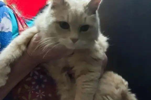 Найдена кошка, Тула, фото: Кошка найдена: ул. Кутузова, 156, Тула
