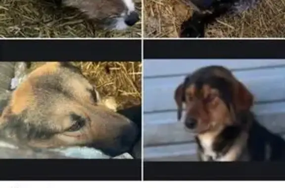 Найдена собака, Казань, фото: Собака найдена: Казань, Татарстан