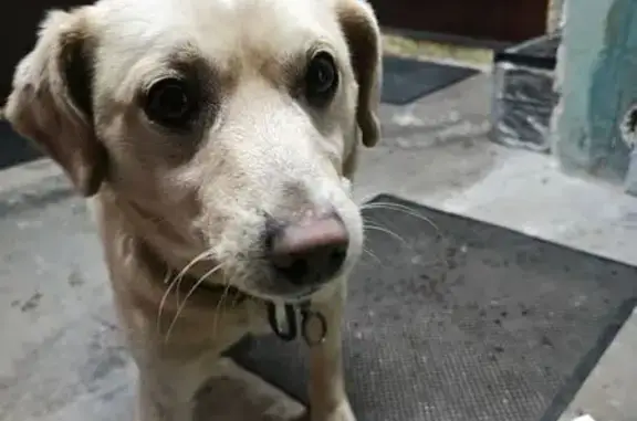 Объявления о пропавших и найденных животных, Заринск, фото: Собака найдена: пр. Строителей, 35, Заринск