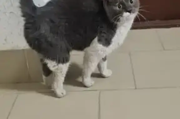 Найденные животные Майма, фото: Кошка найдена: ул. Ленина, Майма