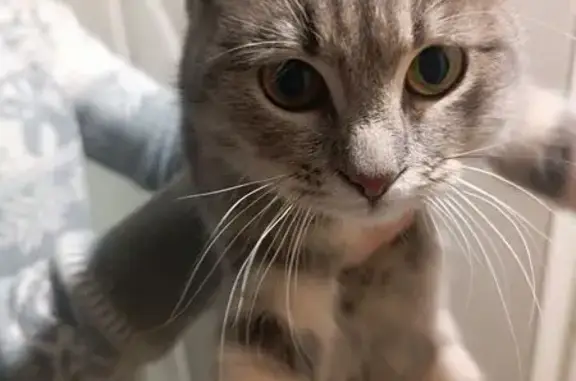 Найдена кошка, Волгоград, фото: Кошка найдена: Брестская ул., 117, Волгоград