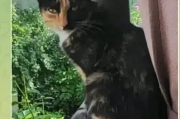 Пропала кошка, Целинная ул., Абакан - photo