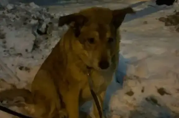 Найдена собака, Санкт-Петербург, фото: Найдена рыжая собака, СПб, Софийская 28