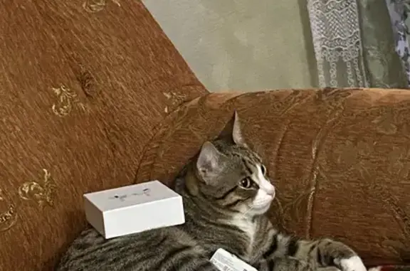 Кошки потеряшки, Галич, фото: Потеряшка кот Тоша, ул. Калинина, 29, Галич