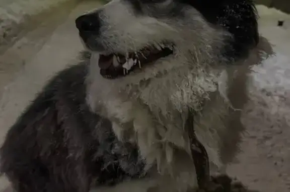 Найдена собака, Подольск, фото: Собака найдена на ул. Курчатова, 78, Подольск