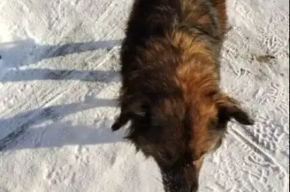 Собаки потеряшки, Бердск, фото: Потеряшка собака, ул. Горького 3/1, Бердск