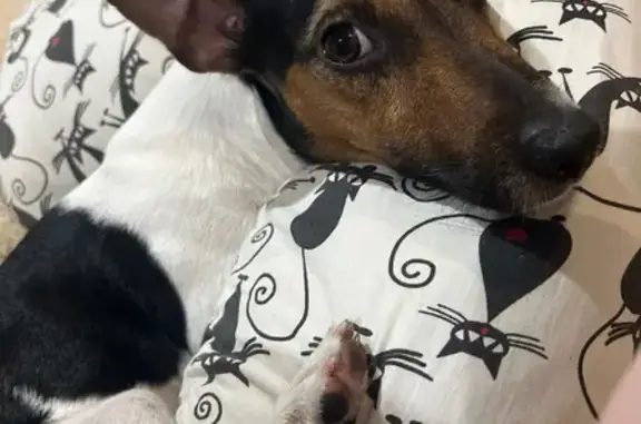 Собаки потеряшки, Барнаул, фото: Потеряшка собака Джек, ул. Беляева 29, Барнаул