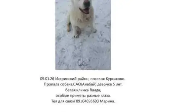 Пропала собака, Дуплёво, МО - photo