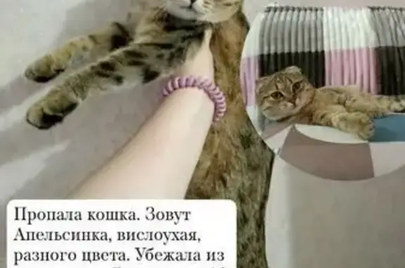 Пропала кошка в Ужуре, Красноярский край - photo