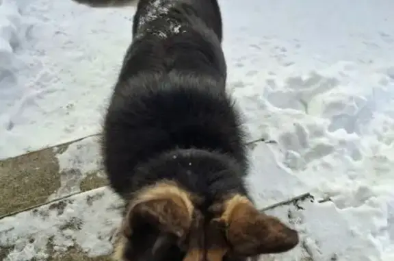 Найдена собака, Отрадненское, фото: Овчарка найдена: ул. Строителей, 25