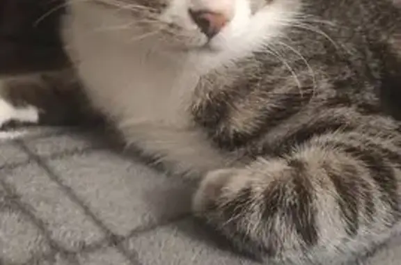 Пропала кошка, Победы 58, Кузнецк - photo