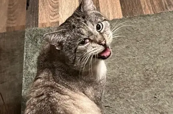 Пропал кот Гриша, Тверь, ул. 3-я, 17 - photo