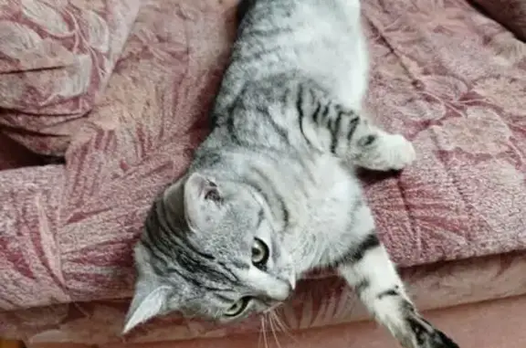 Найдена кошка, Курган, фото: Кошка найдена: ул. Гоголя, 98, Курган
