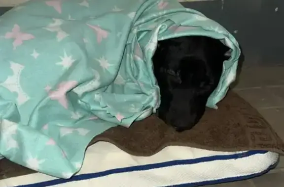 Объявления о пропавших и найденных животных, Ростов-на-Дону, фото: Собака найдена: Магнитогорская 1Г, Ростов-на-Дону