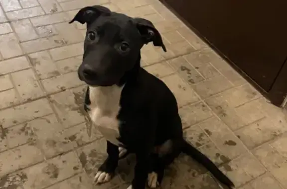 Объявления о пропавших и найденных животных, Ростов-на-Дону, фото: Найдена собака, Заводская 20Б, Ростов-на-Дону