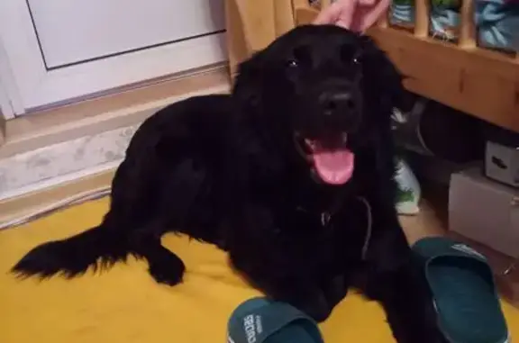 Найдена собака, Москва, фото: Собака найдена у МИФИ, Каширское шоссе, 40