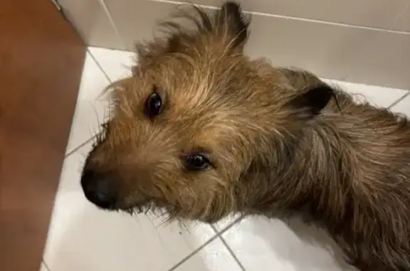 Найдена собака, Москва, фото: Найдена собака, ул. Косыгина, 40 с1