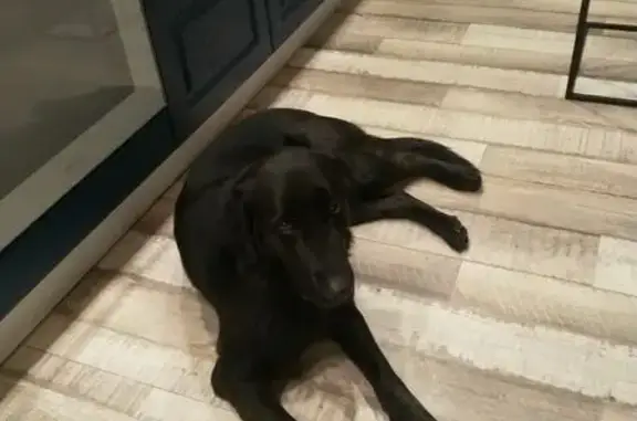 Найденные животные Новолисиха, фото: Найдена собака, Новолисиха, Иркутск