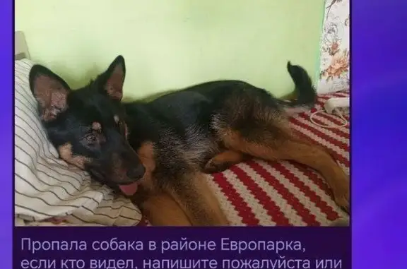 Пропала собака, ул. Розы Люксембург, Иркутск - photo