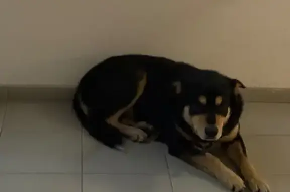 Объявления о пропавших и найденных животных, Ростов-на-Дону, фото: Собака найдена: Батуринская ул, 165, Ростов-на-Дону